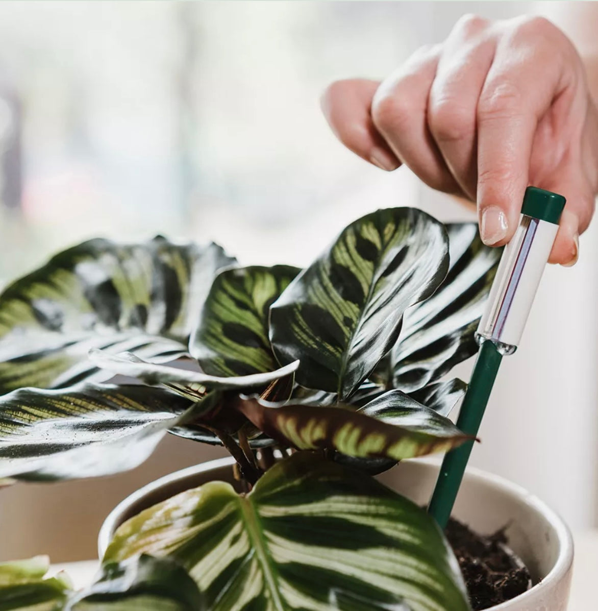 Watering Indicator Small